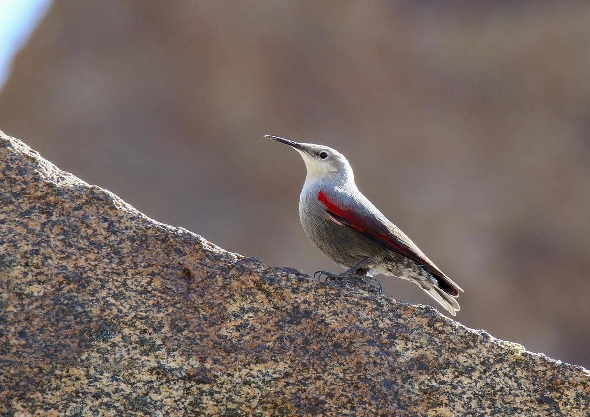 5 Fakta Unik Wallcreeper, Burung yang Hidup di Tebing Vertikal