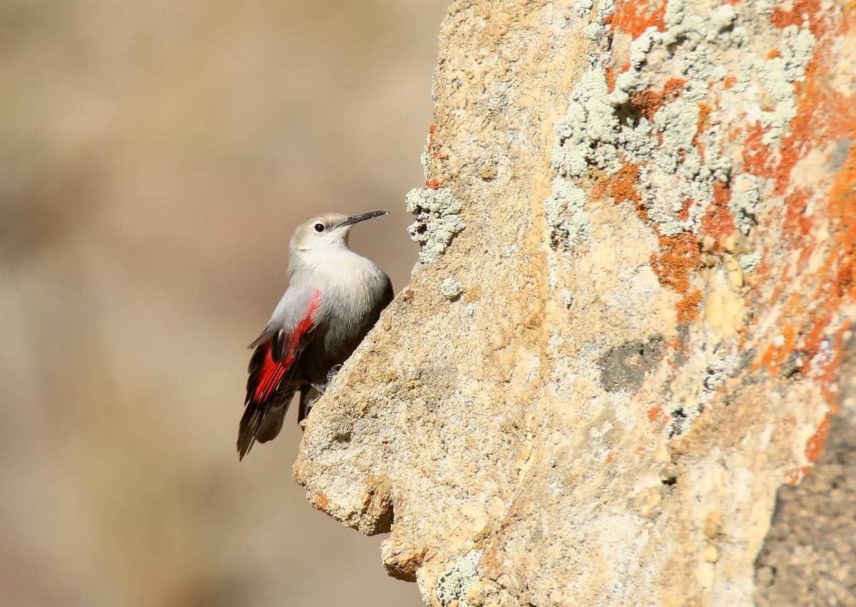 potret wallcreeper yang menggunakan paruhnya untuk mencari makanan di celah batu (commons.wikimedia.org/Imran Shah)