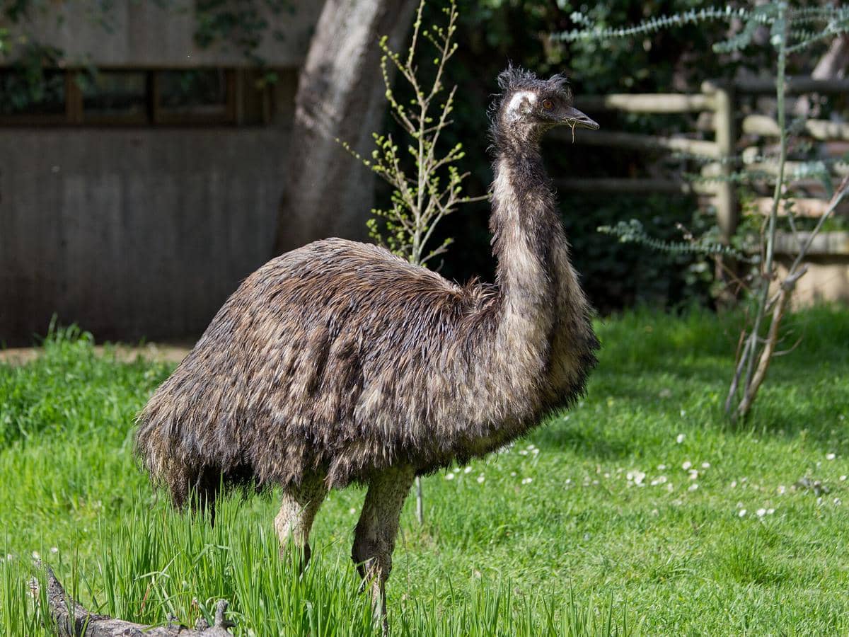 5 Fakta Burung Emu, Spesies Burung Besar yang Hanya Ada di Australia