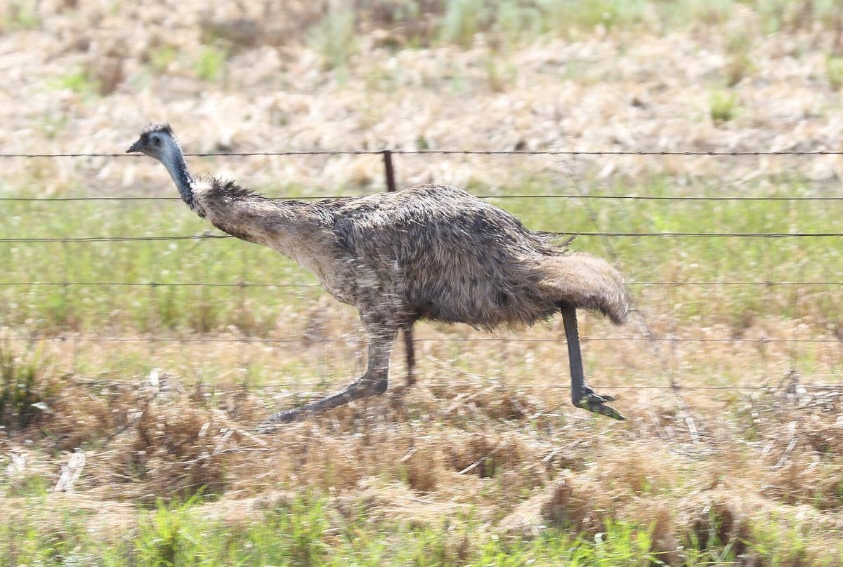 burung emu berlari