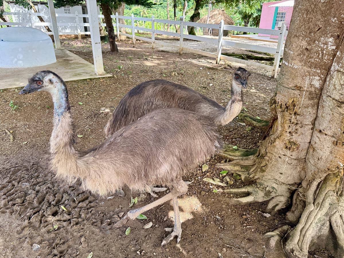 burung emu