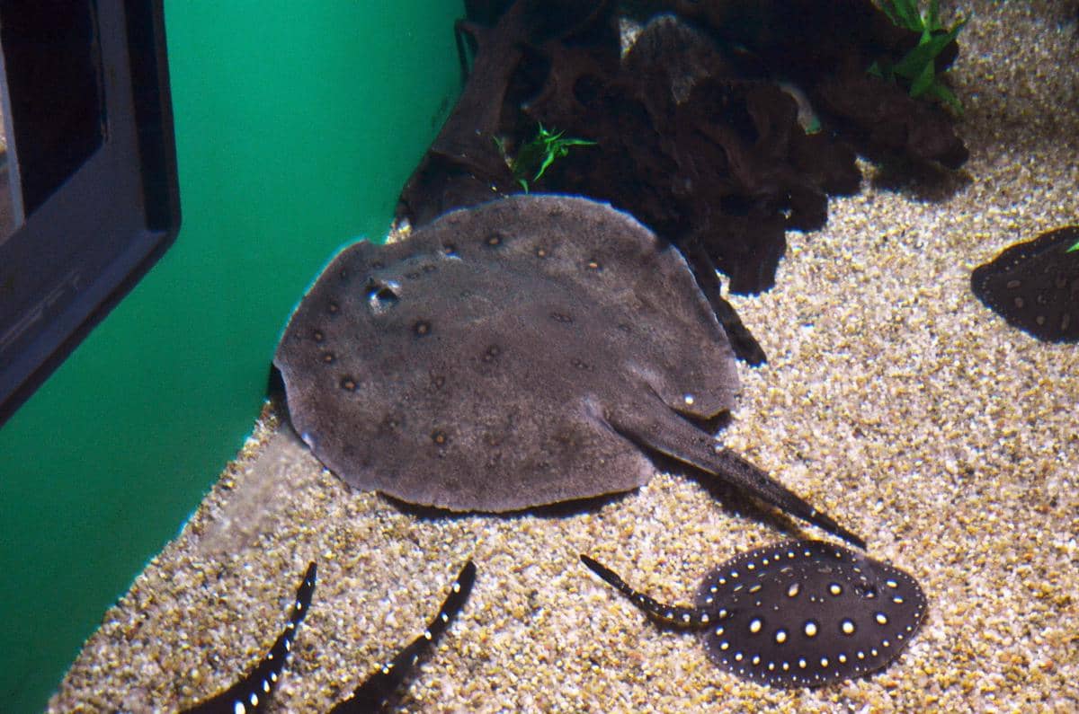 5 Ikan Air Tawar dengan Sistem Pertahanan yang Nggak Biasa, Apa Saja?