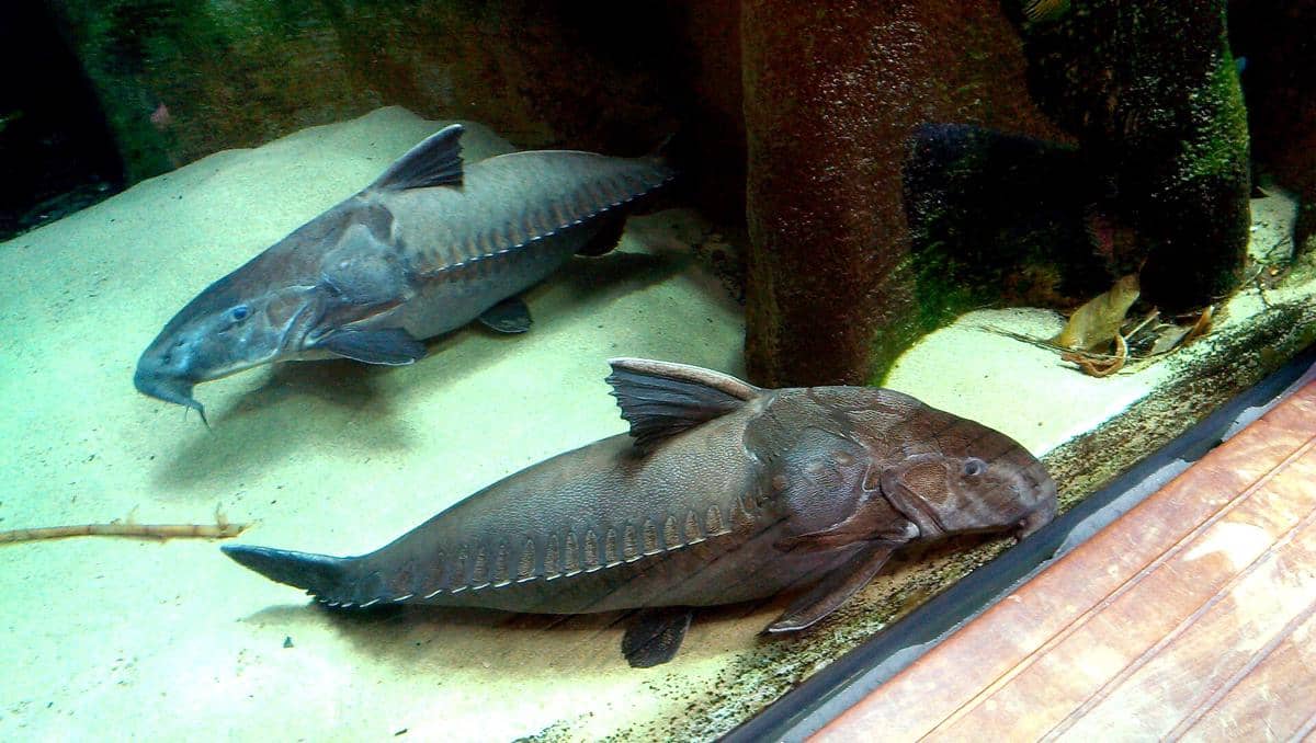 Armored catfish