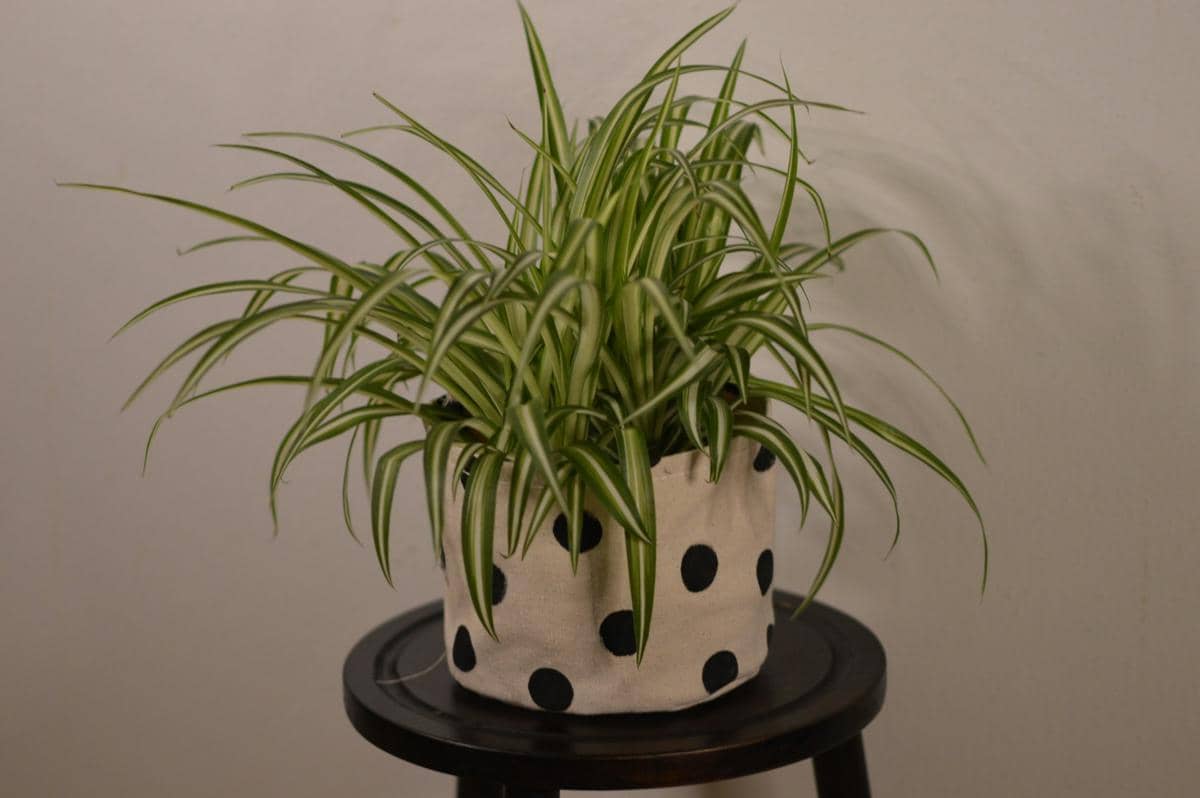 ilustrasi spider plant
