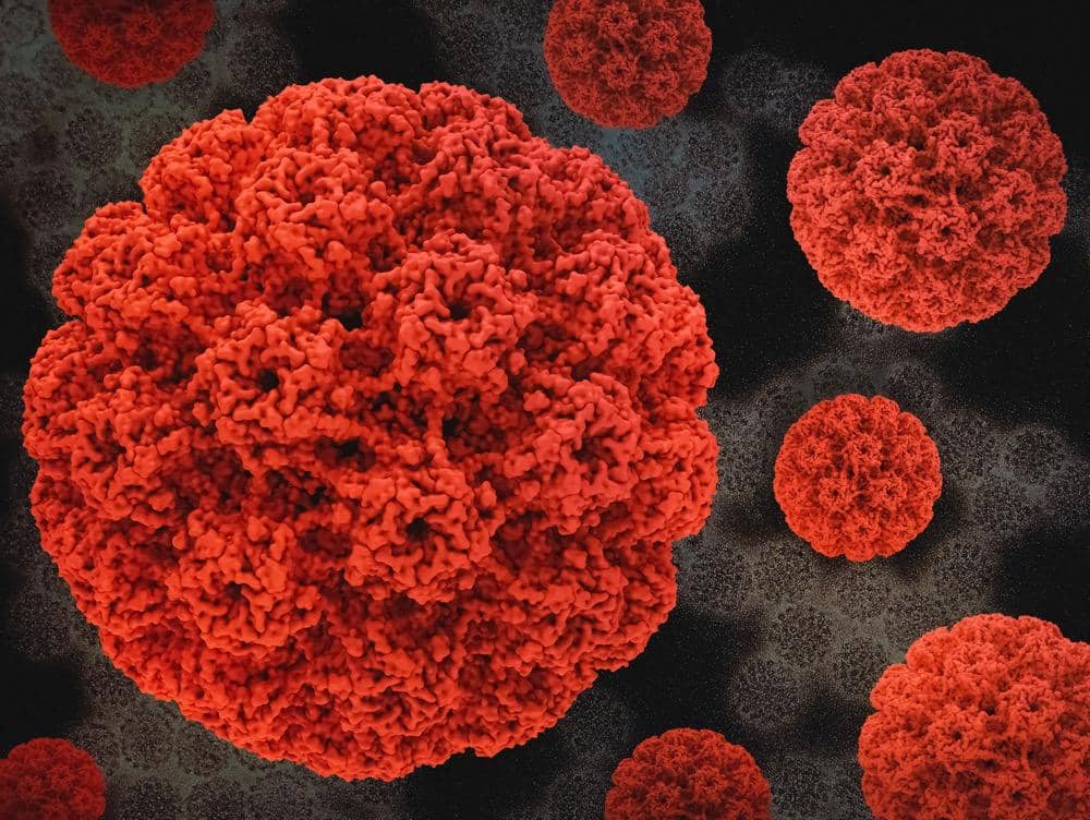 Virus Human papillomavirus (HPV)