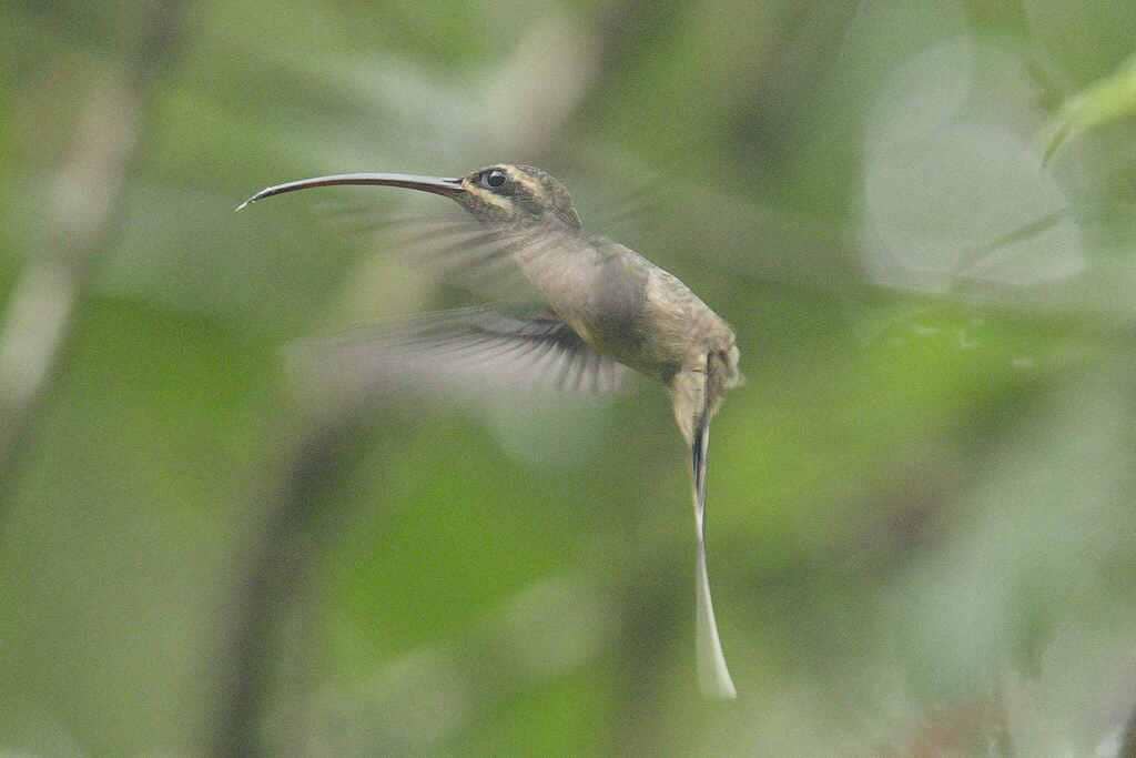 Burung Phaethornis superciliosus