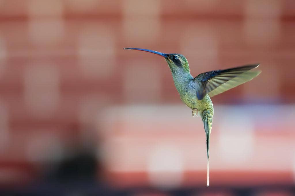 Burung Phaethornis superciliosus