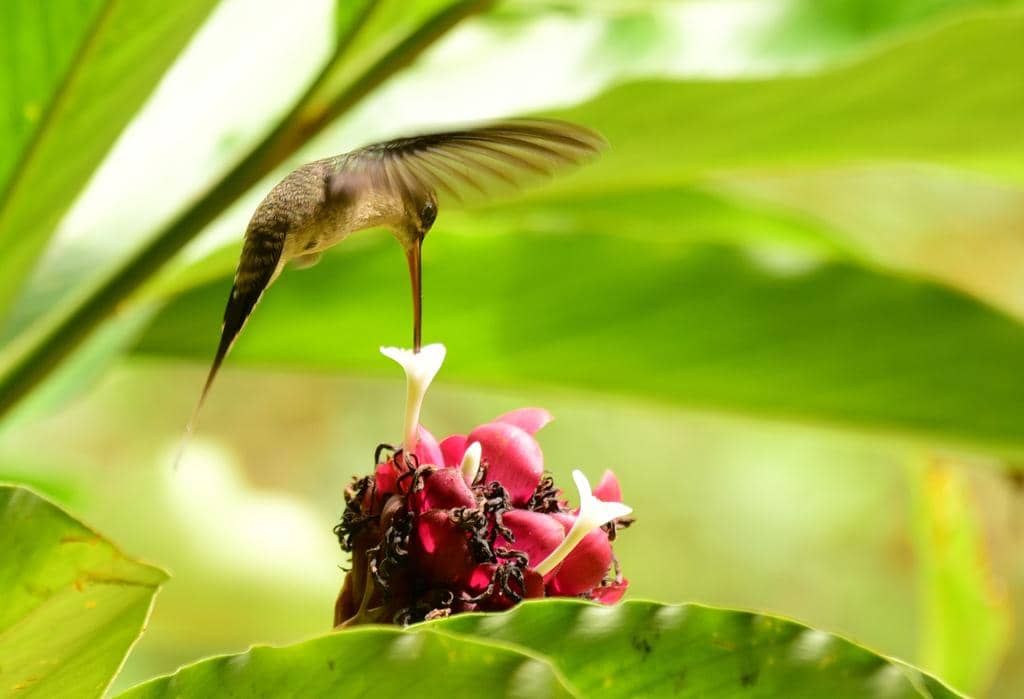 Burung Phaethornis superciliosus