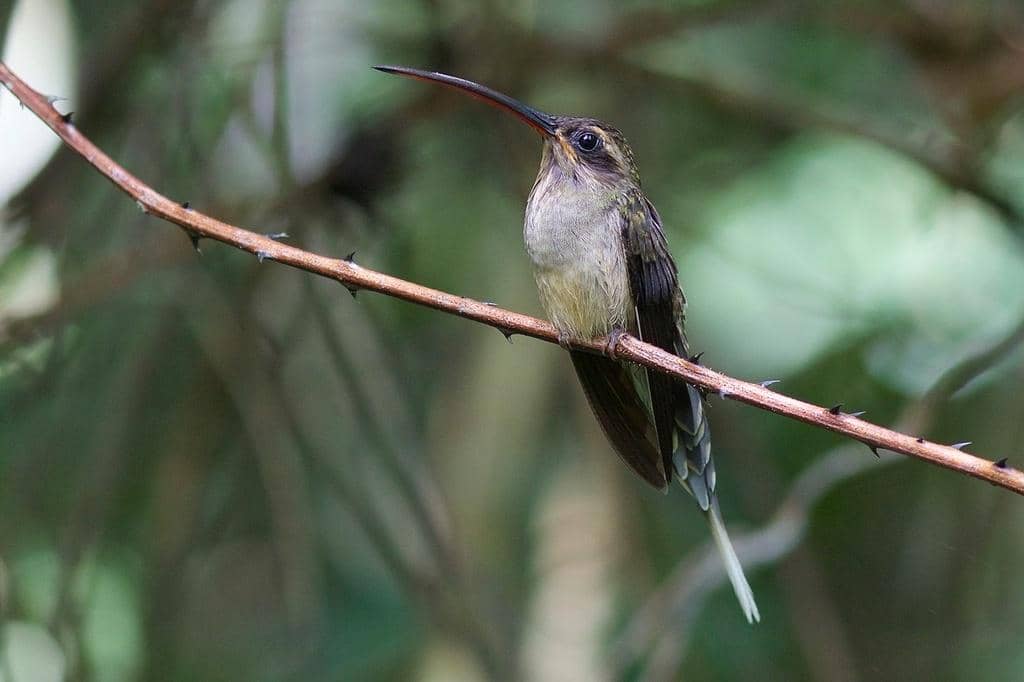 Burung Phaethornis superciliosus