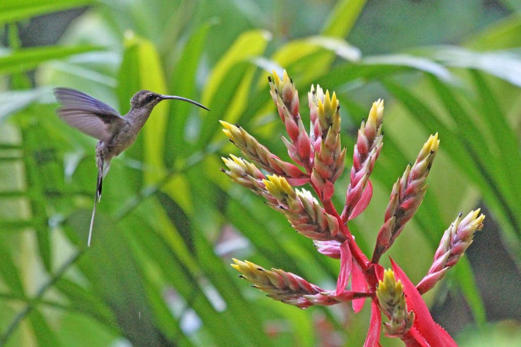 Burung Phaethornis superciliosus