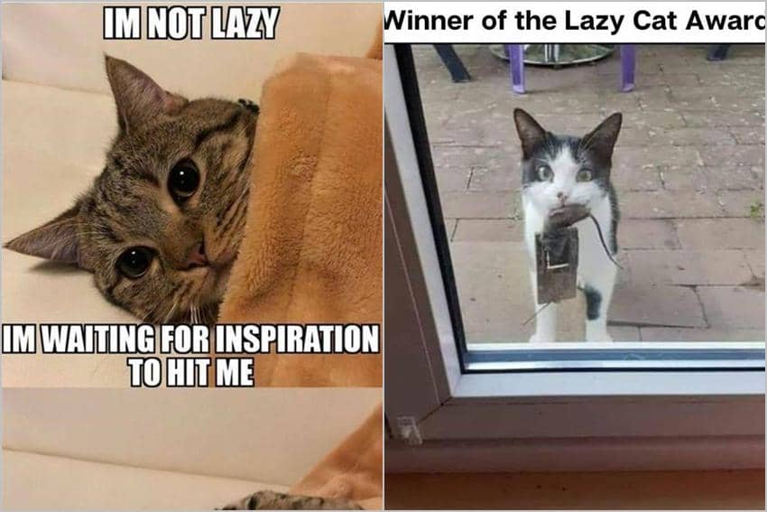 8 Meme Kucing Malas, Kerjaannya Tidur Mulu Setiap Hari