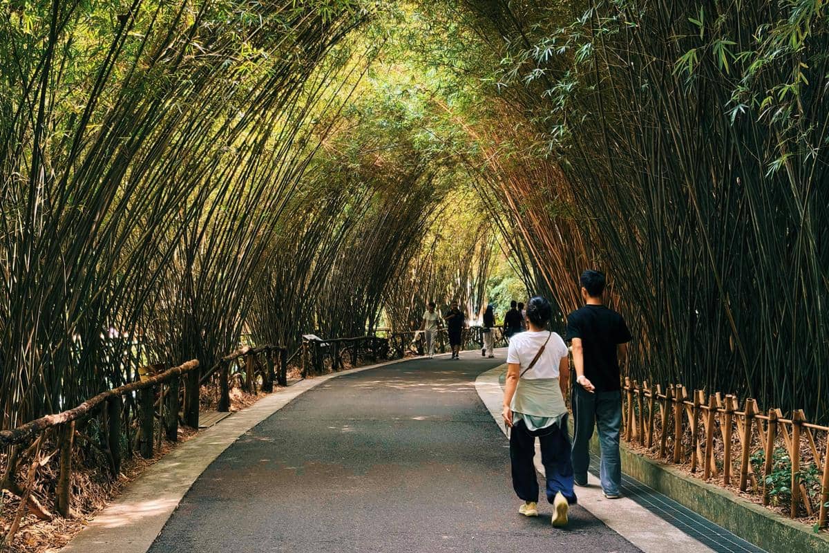 Ilustrasi lorong bambu hijau dengan suasana teduh dan alami.