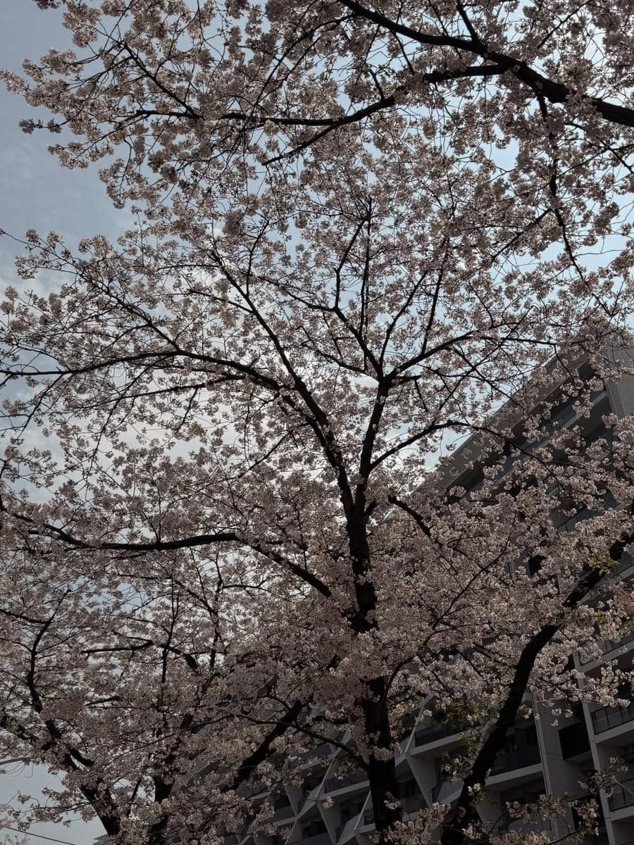 Alice Norin jalan-jalan di Tokyo