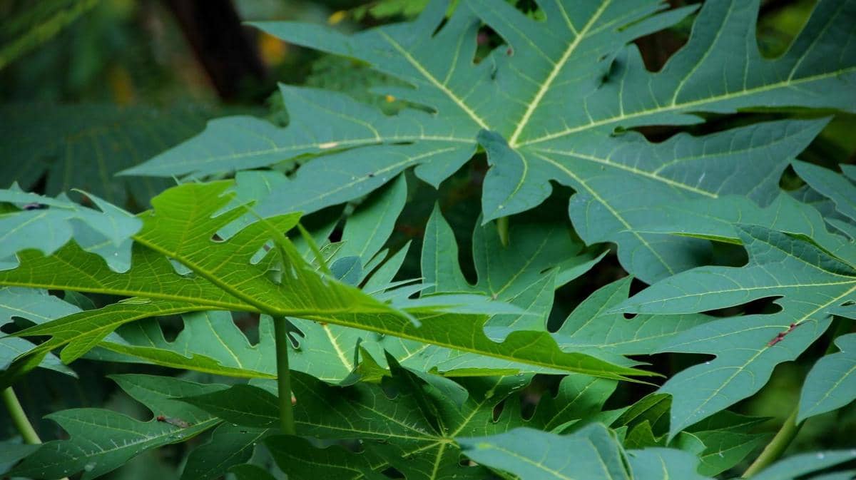 ilustrasi daun pepaya