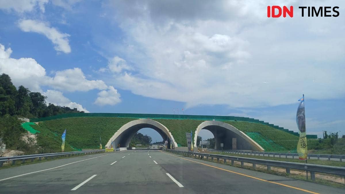 Jembatan perlintasan khusus satwa liar di wilayah Ibukota Nusantara (IKN).
