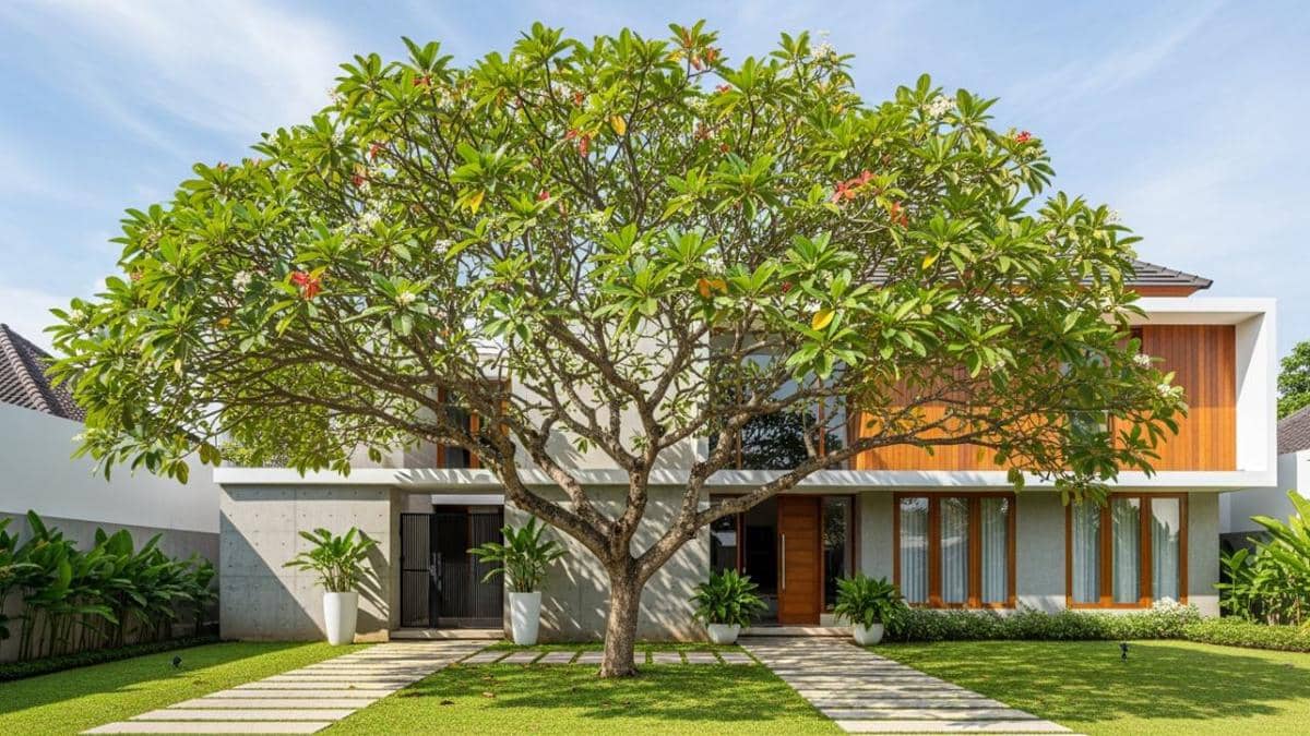 5 Fakta Unik Pohon Ketapang, Pohon yang Ditanam di Makam Vidi Aldiano