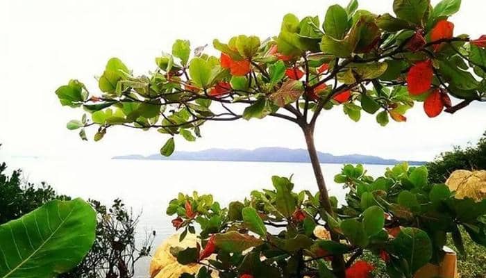 ilustrasi pohon ketapang