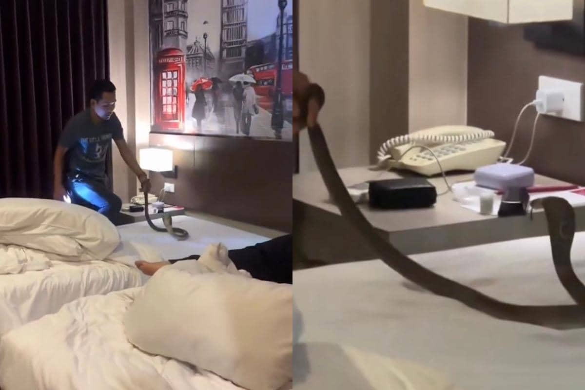 Duh, Ular Kobra Melata di Leher Tamu Hotel saat Tidur!