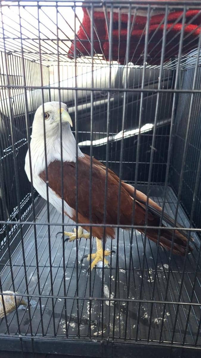 BKSDA Bali Evakuasi Elang Bondol dari Rumah Warga