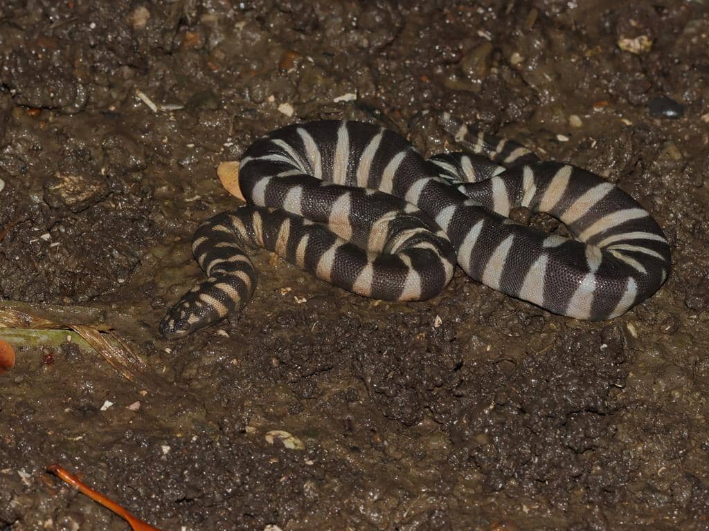 5 Fakta Ular Kadut Belang, Memiliki Tekstur Kulit Seperti Kikir Besi