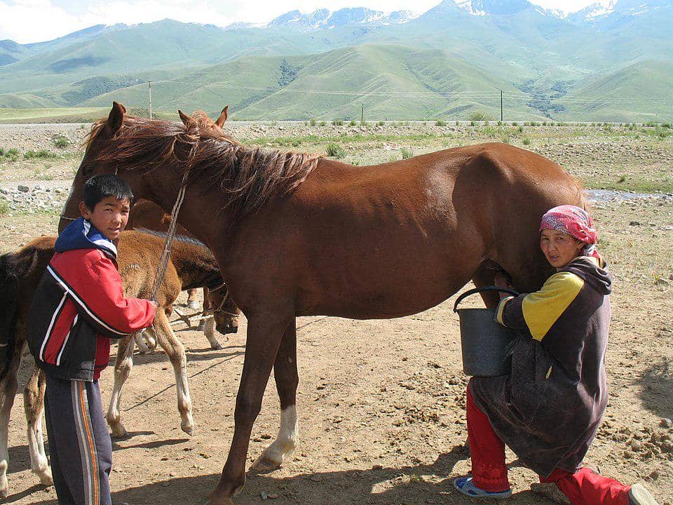 potret penduduk Kyrgyzstan memerah susu kuda