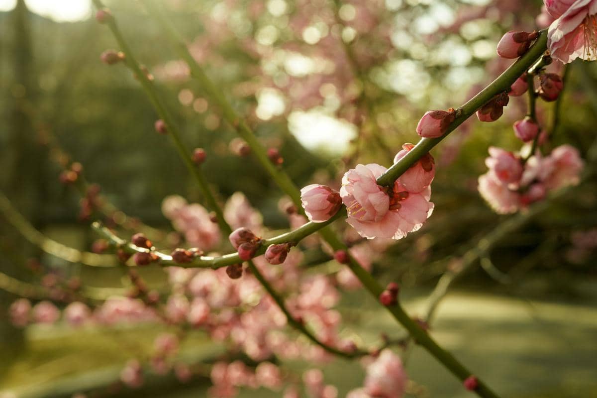 ilustrasi bunga plum di Jepang 