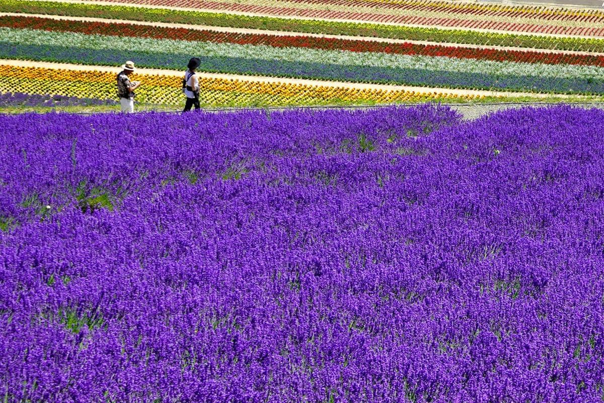 ilustrasi lavender di Pulau Hokkaido