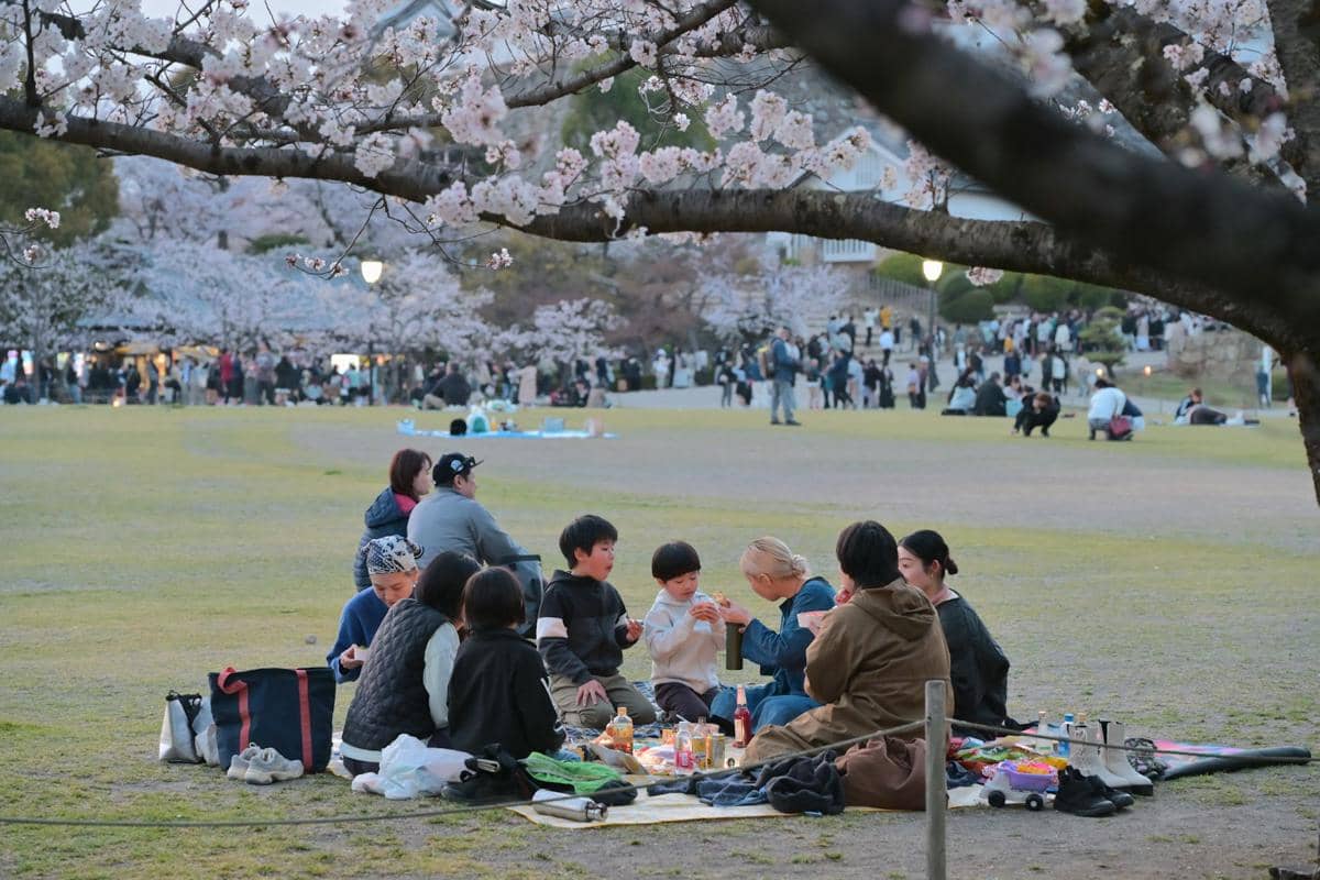 5 Tips Menikmati Piknik Hanami ala Orang Jepang, Berkesan!