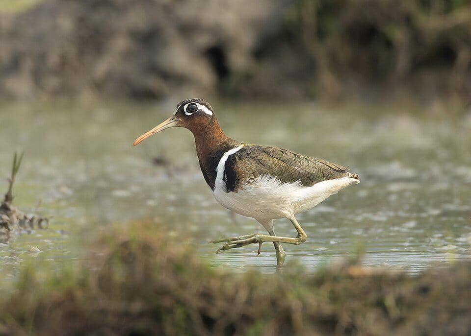 5 Fakta Greater Painted Snipe, Burung Unik dengan Peran Terbalik