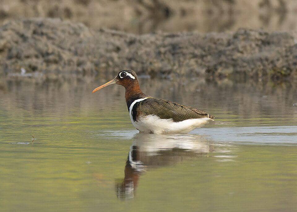 Burung Rostratula benghalensis