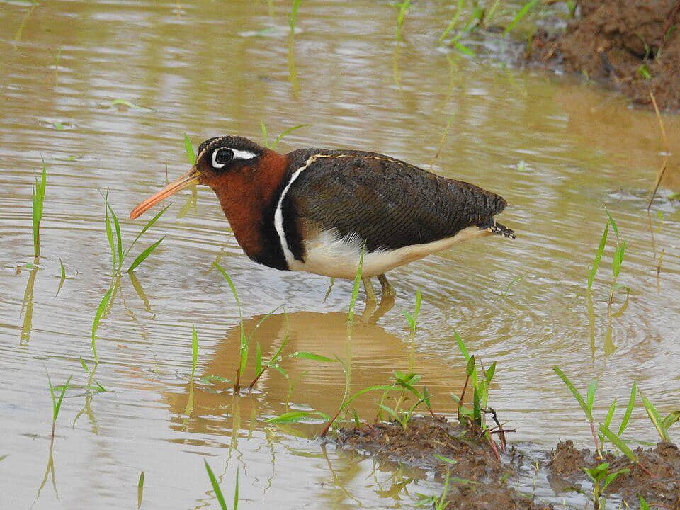 Burung Rostratula benghalensis