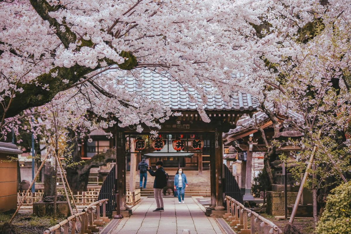Tak Hanya Sakura, Ini 5 Bunga Cantik yang Mekar di Jepang Sepanjang Tahun