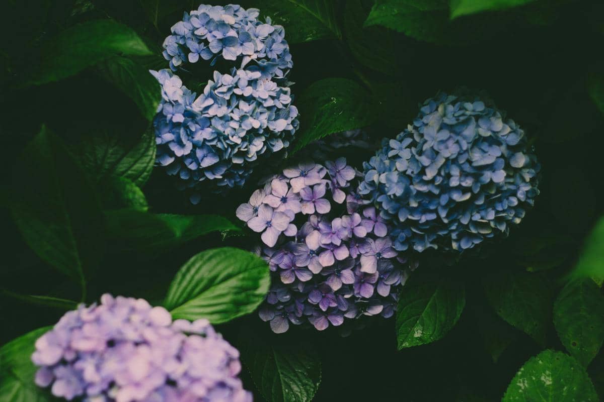 ilustrasi bunga hydrangea 