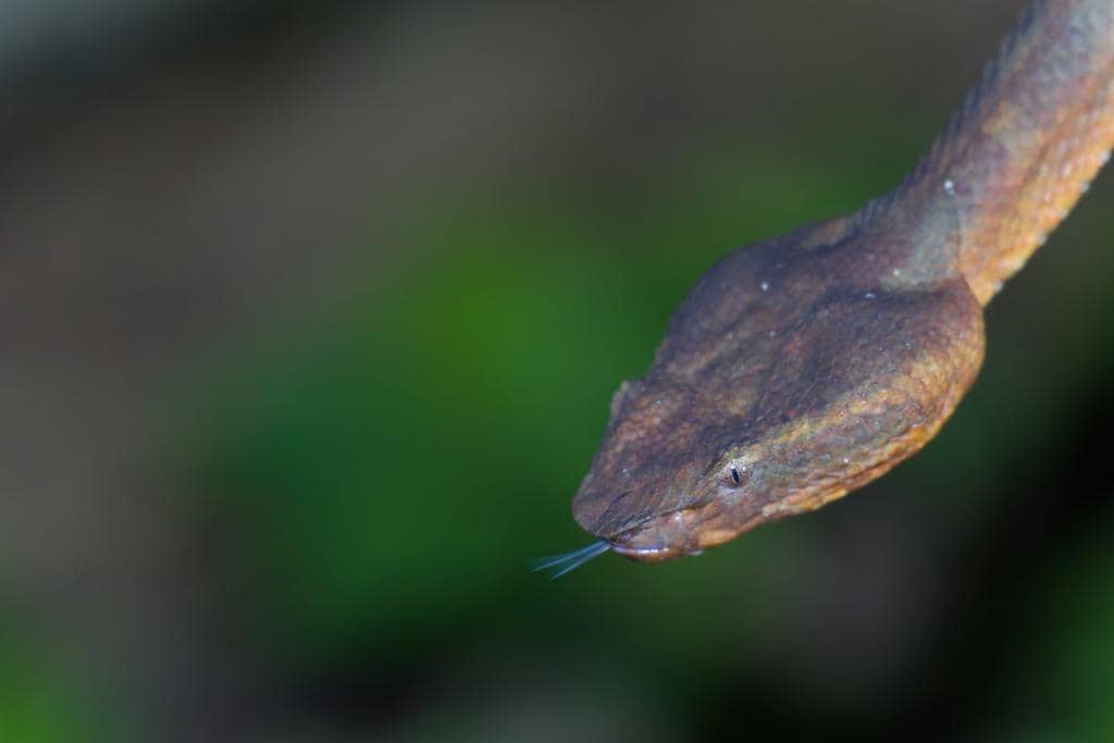 Populasi bandotan pohon bisa saja rusak jika terus ditangkap demi dijual pada pehobi reptil.