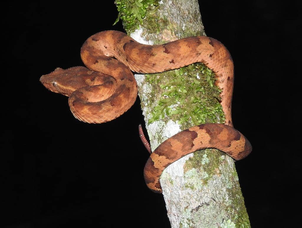 kemampuan memanjat bandotan pohon yang sangat hebat