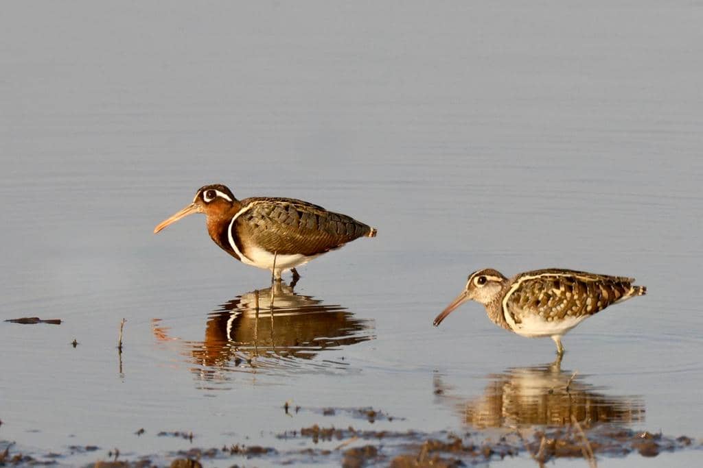 Burung Rostratula benghalensis