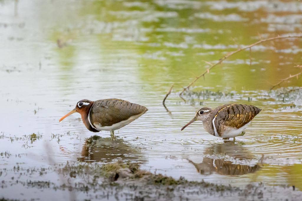 Burung Rostratula benghalensis