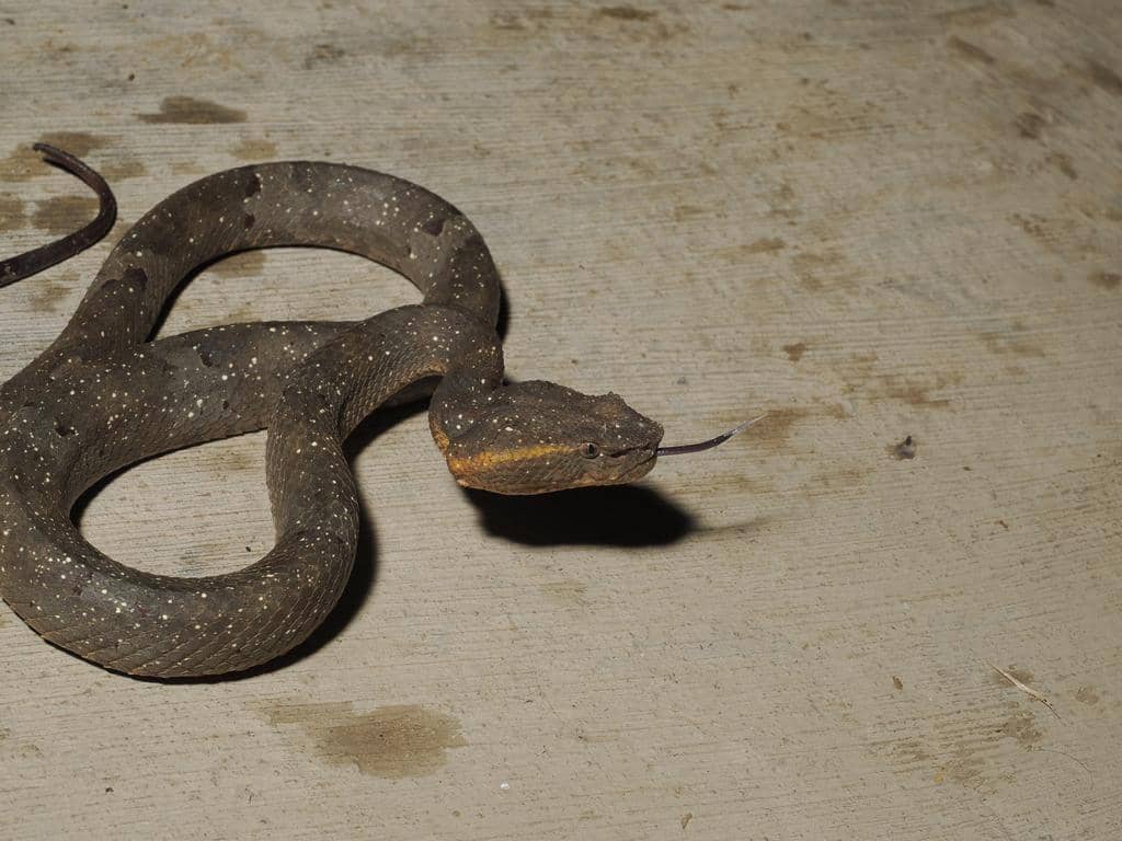 Bandotan pohon sebenarnya lebih tergolong sebagai ular arboreal ketimbang terestrial.
