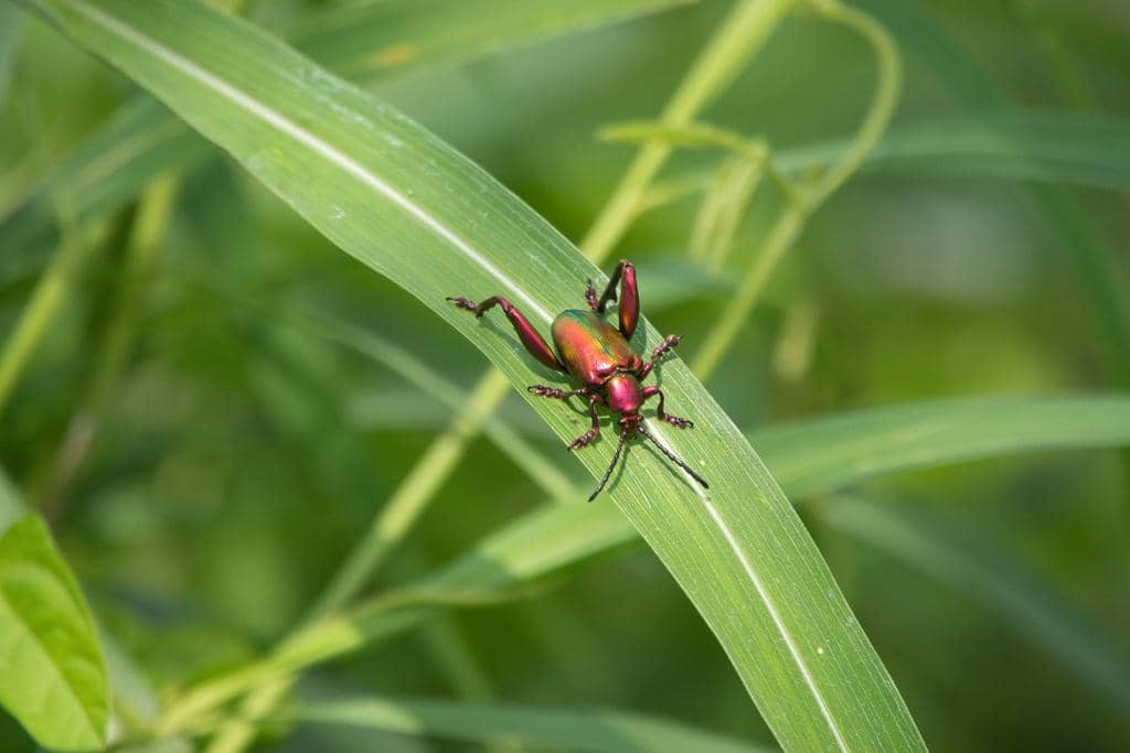 Kumbang Sagra femorata