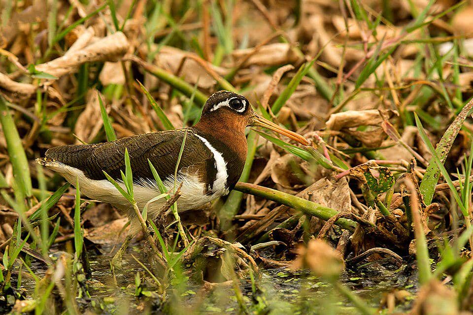 Burung Rostratula benghalensis