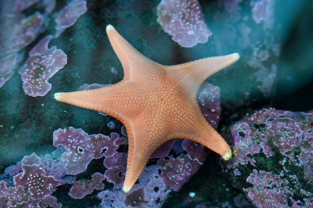 Bintang laut hewan yang hidup di lautan tapi tidak bisa berenang
