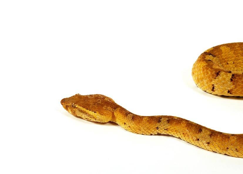 warna bandotan pohon yang lebih cerah dari biasanya