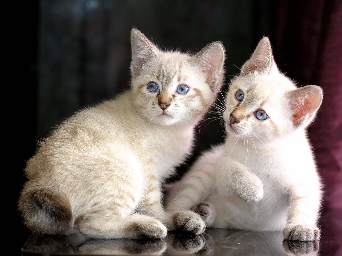 Mekong Bobtail kucing dari Thailand