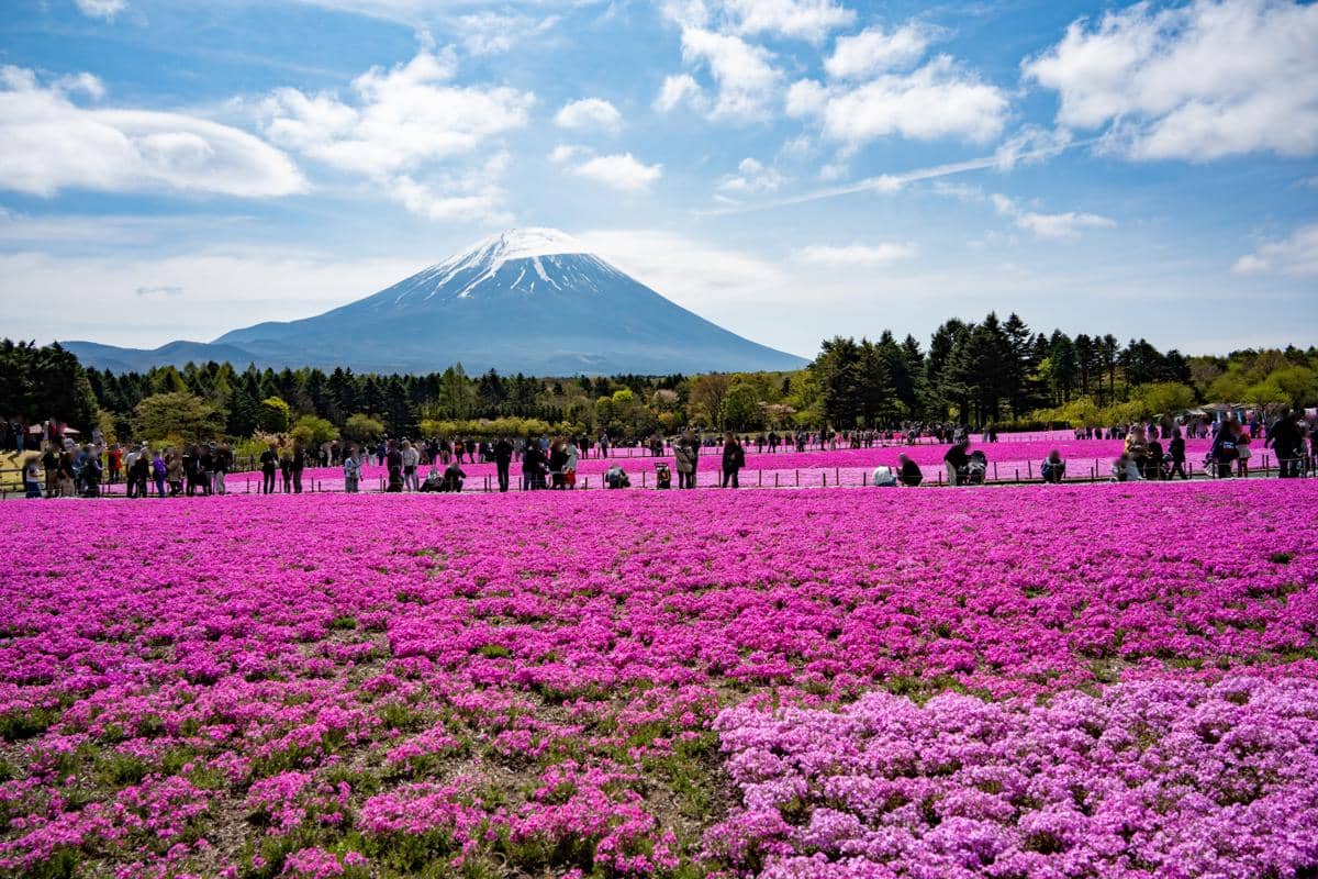 8 Tempat Terbaik untuk Menyaksikan Shibazakura di Jepang