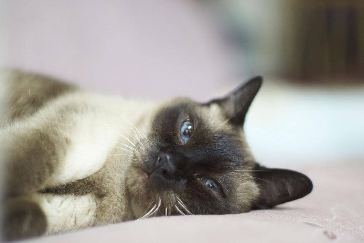 Wichien Maat kucing dari Thailand