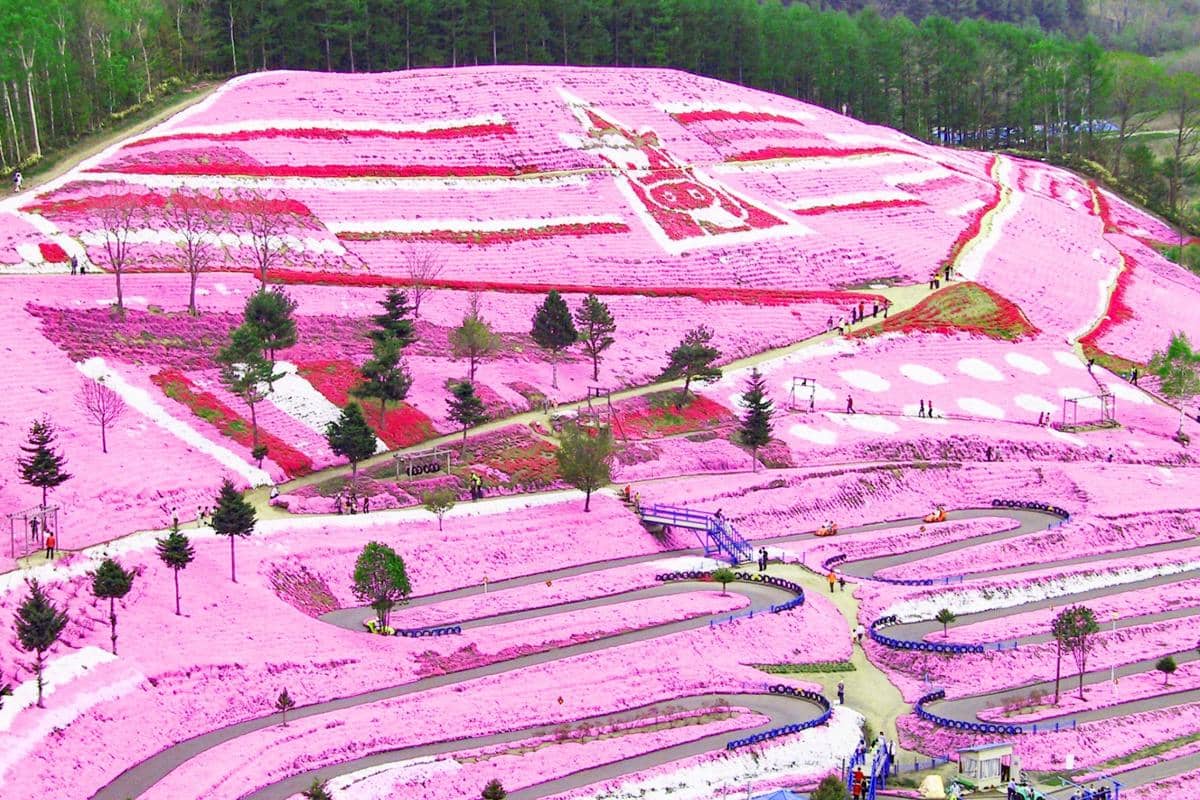 Higashimokoto Shibazakura Park, Hokkaido