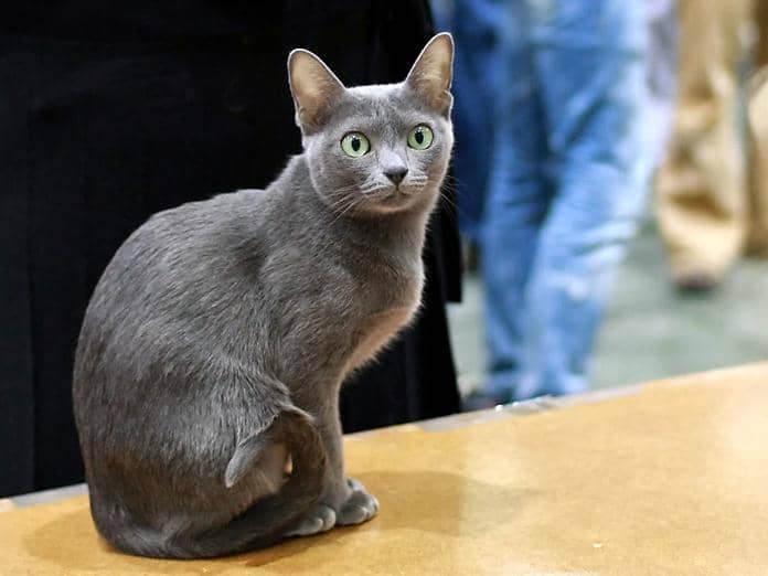 Korat kucing dari Thailand