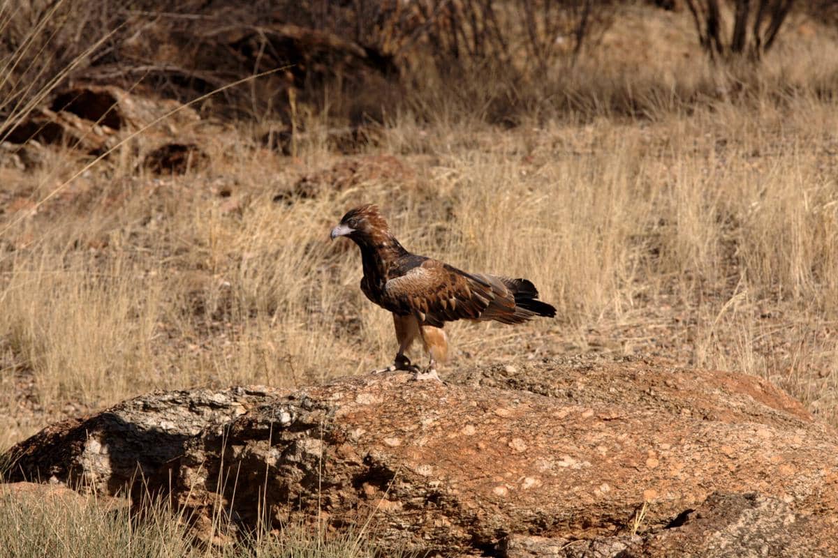 black-breasted buzzard