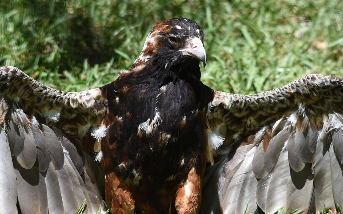 black-breasted buzzard