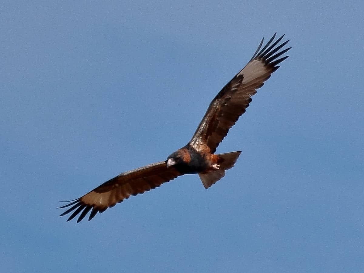 black-breasted buzzard